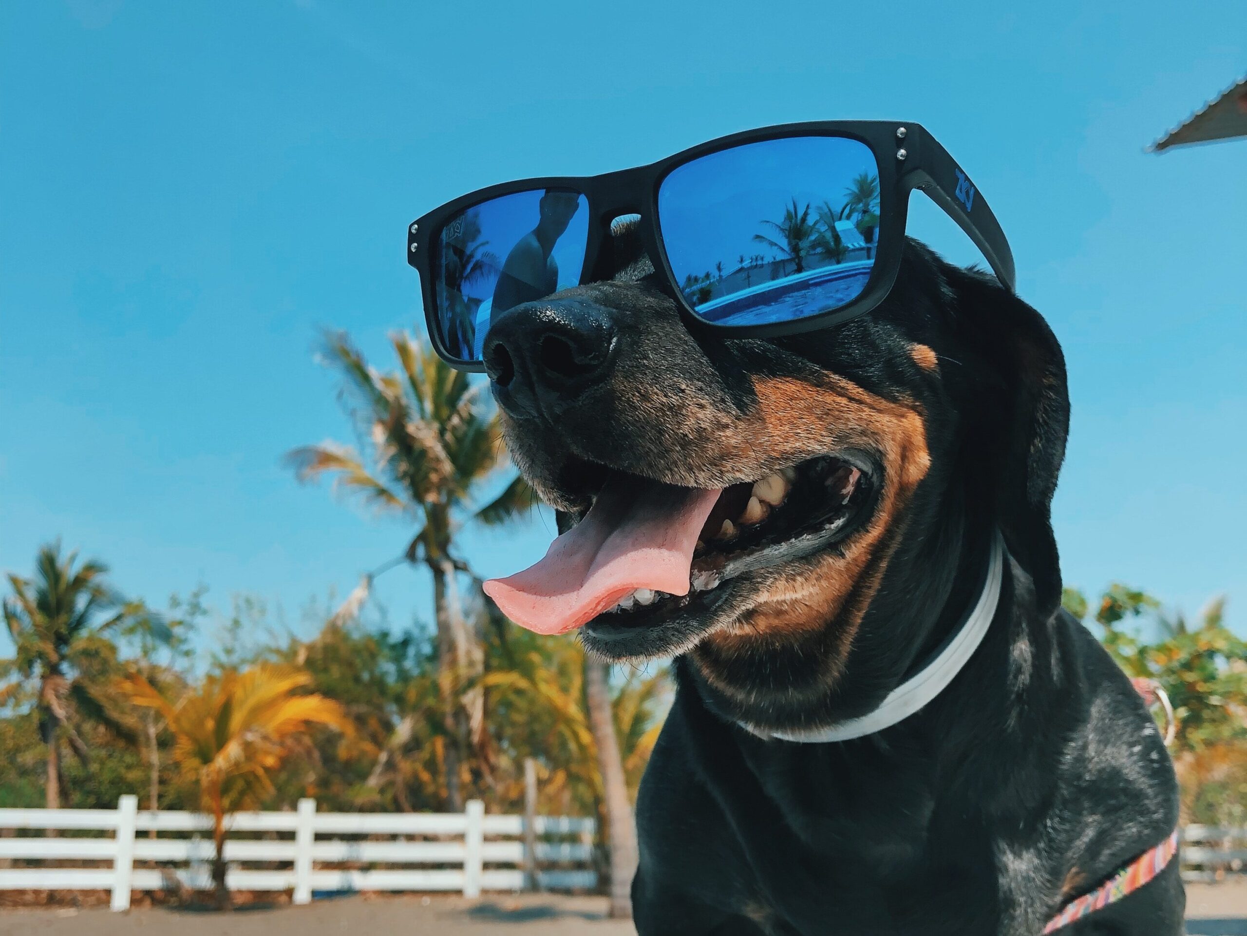 Dog wearing sunglasses on a beach